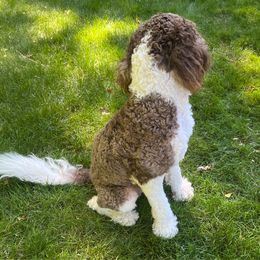Buttercup - Bernedoodle