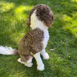 Buttercup - Bernedoodle
