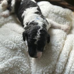 Sam - Parti male Poodle puppy in Randallstown, Maryland from Parson Standards