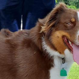 Australian Shepherds from T&L Wolfe Australian Shepherd
