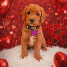 Cleopatra - Red  female Goldendoodle puppy in Boise, Idaho from Goldendoodle Baby