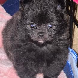 Rusty - Black male Pomeranian puppy in Kansas City, Missouri from S&K Pomeranians