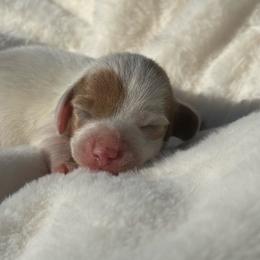 Ckc blue based red dapple piebald - Piebald female Dachshund puppy in Anderson, California from Golden Paws Dachshunds
