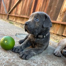Banyan Tree - Gray brindle male Cane Corso puppy in Elk Grove, California from DiamondBabyCorso