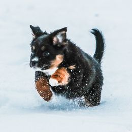 Luna - Black tri female Miniature American Shepherd puppy in Valparaiso, Indiana from Wigglebutt
