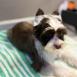 Bo - Chocolate male Morkie puppy in Florence, Kentucky from 4paws4ever by Design