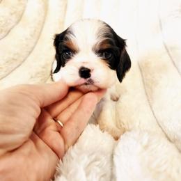 Jolly - Tri-color male Cavalier King Charles Spaniel puppy in Wilburton, Oklahoma from My Kids Kennel
