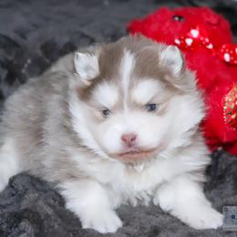 Jingle- wooly lavendar - Lavender male Pomsky puppy in Bremen, Indiana from AMS Pomeranians and Pomskies in Indiana