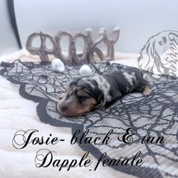 Josie - Dapple female Dachshund puppy in Prairieville, Louisiana from Southern Barron Danes & Dachshunds