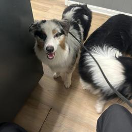 Pants - Blue merle female Australian Shepherd puppy in Muncie, Indiana from Gemfire Australian Shepherds