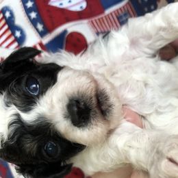 Poodle Puppies from S.H.A.R.P.’s Toy Poodles