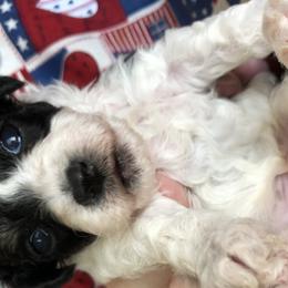 Poodle Puppies from S.H.A.R.P.’s Toy Poodles