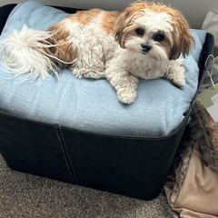 Morkie and Shorkie Puppies from Lil Luxe Pups