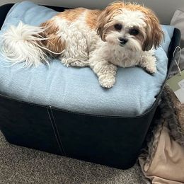 Morkie and Shorkie Puppies from Lil Luxe Pups