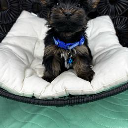 Blue Boy READY NOW - Black and tan male Yorkshire Terrier puppy in Cornelia, Georgia from Kruz Kennels