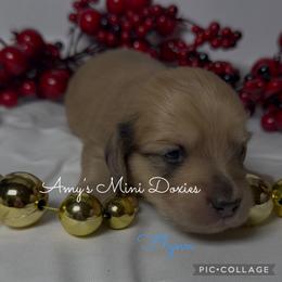 AKC Flynn - Cream male Dachshund puppy in Jena, Louisiana from Amy’s Mini Doxies