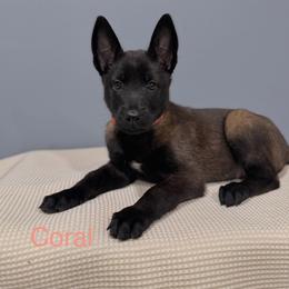 Coral - Black sable female Belgian Malinois puppy in Muskegon, Michigan from Red Acres Working Line K9s