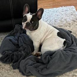 Lucy - French Bulldog