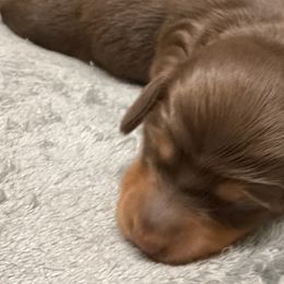 Nellie - Chocolate and tan Dachshund puppy in Windsor, New York from Sweeney’s Weenie Dogs