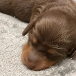 Nellie - Chocolate and tan Dachshund puppy in Windsor, New York from Sweeney’s Weenie Dogs