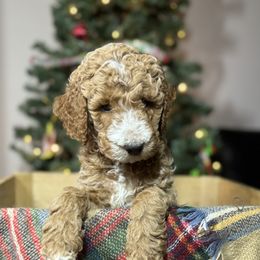 Poodles from Midwest Moyen Poodles