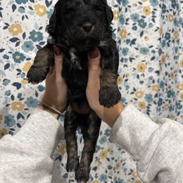 Pink-Mini - Phantom female Goldendoodle puppy in Millville, New Jersey from Michelle's Doodles