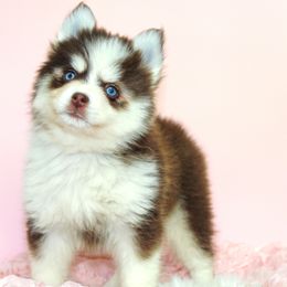 Pomsky Puppies from Palm Tree Pomskies