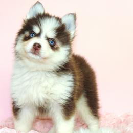 Pomsky Puppies from Palm Tree Pomskies