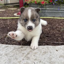 Cruz - Merle male Pomsky puppy in Doon, Iowa from Luxury Pomsky