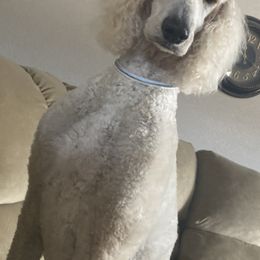 Goldendoodles and Poodles from White Mountain Royal Doodles