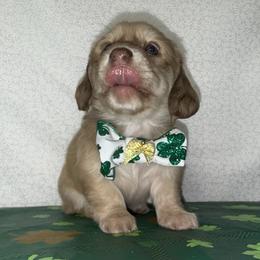 Maverick - Cream male Dachshund puppy in Somerset, Pennsylvania from Rae’s Dapper Dachshunds