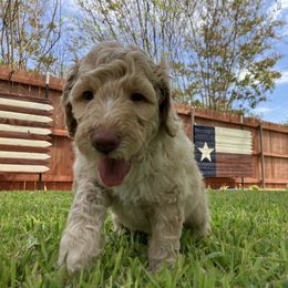 Goldendoodle Puppies from Mesquite Kennels