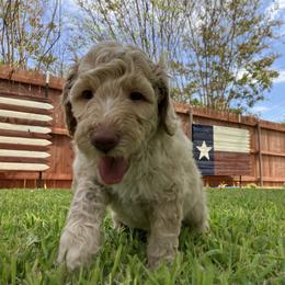 Goldendoodle Puppies from Mesquite Kennels
