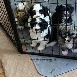 Havanese and Labrador Retriever Puppies from Hudson Valley Labradors and Havanese of Claverack