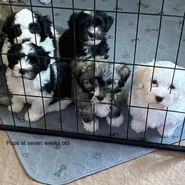 Havanese and Labrador Retriever Puppies from Hudson Valley Labradors and Havanese of Claverack