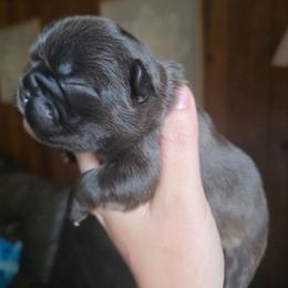 Venus - Brindle female French Bulldog puppy in Asheville, Texas from MTO KENNELS