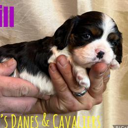 Jill - Tri-color female Cavalier King Charles Spaniel puppy in Racine County, Wisconsin from Hough's Danes and Cavaliers