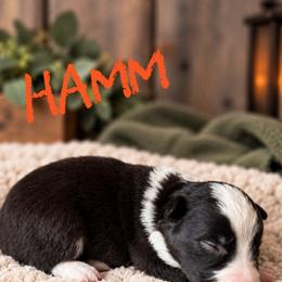 Hamm - Black male Border Collie puppy in Sanger, California from Flying M Cactus Ranch Buddies