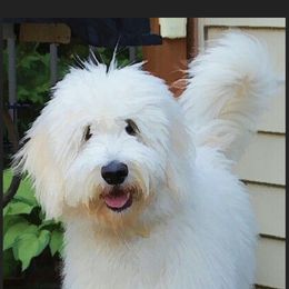 Chiri - Labradoodle