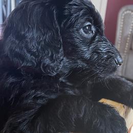 Labradoodle Puppies from River Home Doodles