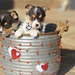 Pembroke Welsh Corgi Puppies from Dream Corgis