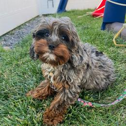 Posey - Cavapoo