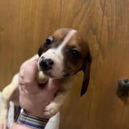 JJ - Piebald male Dachshund puppy in Athens, Texas from County Road Puppies
