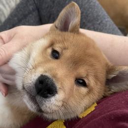 Shiba Inu Puppies from Hana Shibas