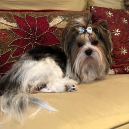 Taji - Biewer Terrier