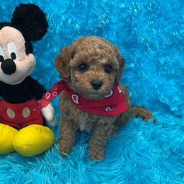 Red - Red male Maltipoo puppy in Taft, Tennessee from Knight Pups