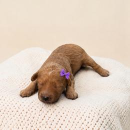 Winnie - Red female Maltipoo puppy in St. George, Utah from Winchester Hills Poodles and Doodles