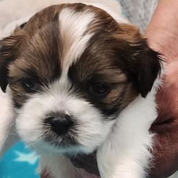 Shih Tzu Puppies from Kuddly Creatures