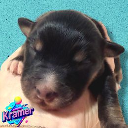 KRAMER - Black Tri Male - Black tri-color male Australian Shepherd puppy in Gainesville, Texas from Lady Luck Aussies
