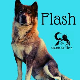Flash - Siberian Husky